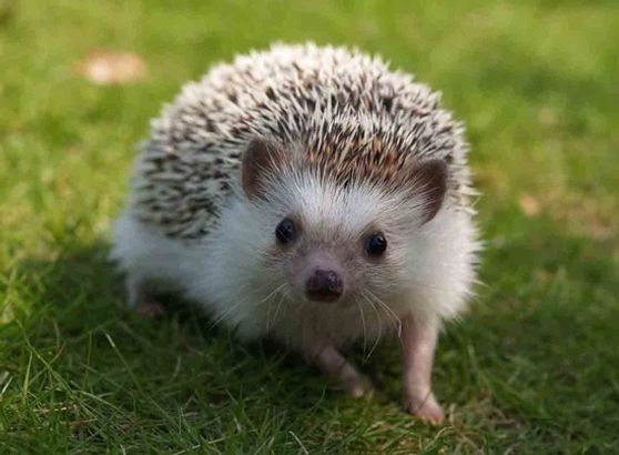 hedgehog’s shit in the mountains of Montenegro