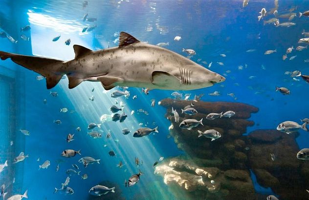 Palma Aquarium